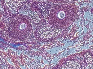 Olympus IX51 Inverted Microscope with Tilting Head, Phase Contrast, and 5MP Camera, 7 of 11