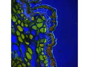 Leica DMi8 Stellaris 5 Confocal Laser Scanning Fluorescence Microscope System with Adaptive Focus Control Module, 22 of 44