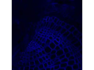 Thermo Scientific CellInsight CX7 LZR Confocal High Content Analysis Platform, 10 of 21