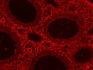 Thermo Fisher Scientific EVOS M5000 Benchtop Fluorescence Imaging System, 12 of 22