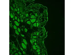 Leica DMi8 Stellaris 5 Confocal Laser Scanning Fluorescence Microscope System with Adaptive Focus Control Module, 15 of 44