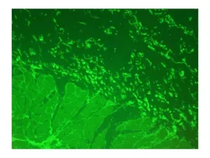 Zeiss Axiovert 200m Inverted Motorized Fluorescence Phase Contrast Microscope, 13 of 19
