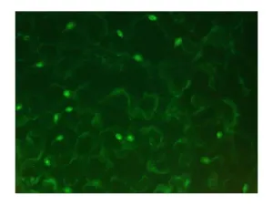 Leica DM6000 Upright Fluorescence Motorized Microscope with 8.3MP CMOS Camera, 12 of 18