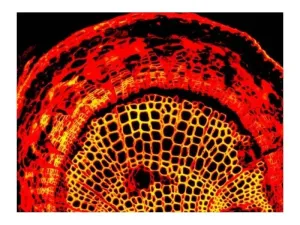 Leica DM6 B Upright LED Fluorescence Microscope with Motorized Stage for Advanced Research, 12 of 16