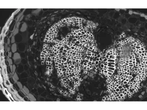 Zeiss Axiocam 702 High-Speed Monochrome CMOS Microscope Camera, 3 of 14