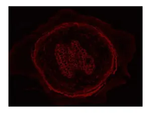 Leica DMi8 Inverted LED Fluorescence Motorized Microscope with Adaptive Focus Control, 20 of 40