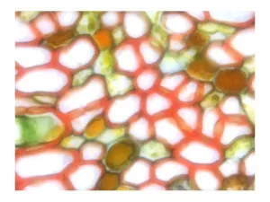 Leica DMi8 Inverted LED Fluorescence Motorized Microscope with Adaptive Focus Control, 19 of 40