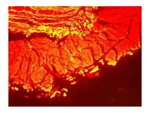 Nikon Eclipse Ti-E PFS Motorized Inverted LED Fluorescence Phase Contrast Microscope with Motorized XY Stage, 13 of 19