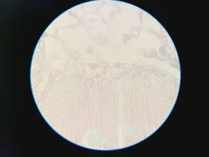 Nikon Inverted Microscope for Advanced Cell Imaging and Fluorescence Analysis, 23 of 37