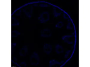 Leica DMi8 Stellaris 5 Confocal Laser Scanning Fluorescence Microscope System with Adaptive Focus Control Module, 12 of 44