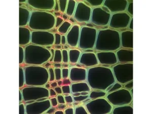 Thermo Scientific CellInsight CX7 HCS Automated High Content Screening Microscope System, 15 of 23