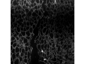 Thermo Scientific CellInsight CX7 LZR Pro High Content Confocal Analysis Platform, 11 of 24