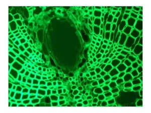 Nikon Ti-U Inverted Fluorescence and DIC Microscope Electrophysiology Rig with Sutter MP-285 and HEKA EPC 10 Patch Clamp, 17 of 19