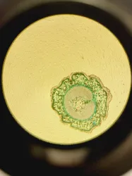 Optika XDS-2 Inverted Microscope with Objectives, 29 of 31