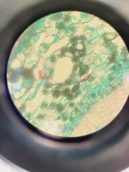 Optika XDS-2 Inverted Microscope with Objectives, 30 of 31