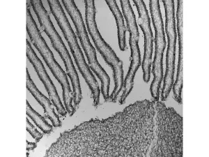 Thermo Scientific CellInsight CX7 LZR Pro High Content Confocal Analysis Platform, 8 of 24