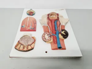 Philip Harris Human Anatomy Models for Educational and Medical Training, 2 of 13