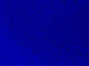 Zeiss AXIO Examiner.Z1 Motorized Upright Fluorescence Microscope with Water Immersion Capability, 13 of 16