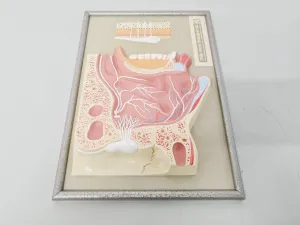 Philip Harris Human Anatomy Models for Educational and Medical Training, 11 of 13