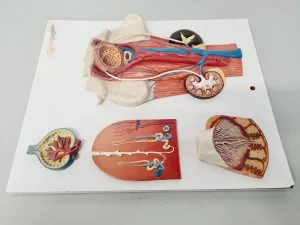 Philip Harris Human Anatomy Models for Educational and Medical Training, 5 of 13