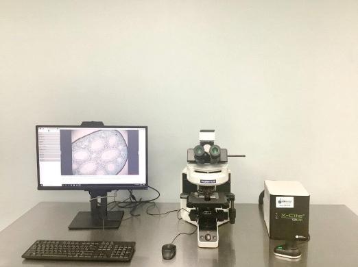 Olympus BX43F Upright LED Fluorescence Microscope with Integrated Imaging Workstation-cover