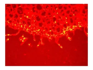 Olympus IX71 Inverted Fluorescence Microscope with New Filter Sets and 8.3MP Camera, 11 of 18