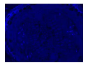 Leica DMi8 Inverted LED Fluorescence Motorized Microscope with Adaptive Focus Control, 22 of 40