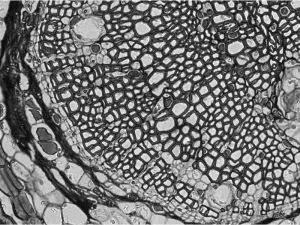 Thermo Fisher EVOS M3000 Phase Contrast and Fluorescence Microscope Imaging System, 6 of 21