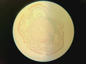 Nikon Inverted Microscope for Advanced Cell Imaging and Fluorescence Analysis, 20 of 37