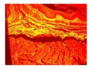 Zeiss Axiovert 200m Inverted Motorized Fluorescence Phase Contrast Microscope, 11 of 19