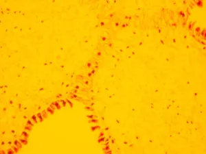 Zeiss AXIO Examiner.Z1 Motorized Upright Fluorescence Microscope with Water Immersion Capability, 12 of 16