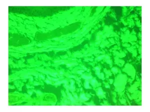 Leica DM6000 Upright Fluorescence Motorized Microscope with Motorized XY Stage, 12 of 18