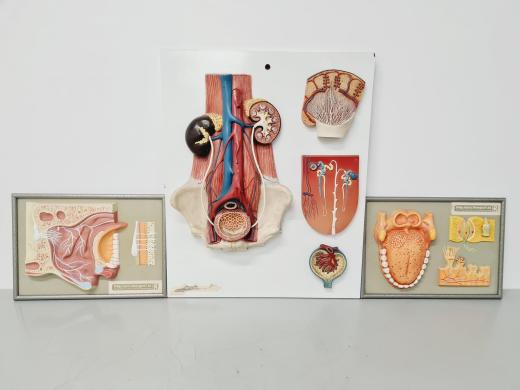 Philip Harris Human Anatomy Models for Educational and Medical Training-cover