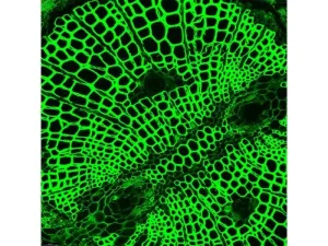 Leica DMi8 Stellaris 5 Confocal Laser Scanning Fluorescence Microscope System with Adaptive Focus Control Module, 6 of 44