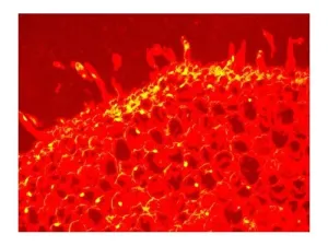 Leica DM6000 Upright Fluorescence Motorized Microscope with 8.3MP CMOS Camera, 10 of 18