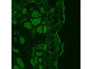 Leica DMi8 Stellaris 5 Confocal Laser Scanning Fluorescence Microscope System with Adaptive Focus Control Module, 16 of 44