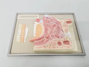 Philip Harris Human Anatomy Models for Educational and Medical Training, 12 of 13