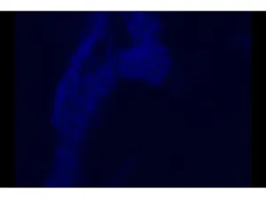 Nikon Eclipse Ti-E PFS Motorized Inverted LED Fluorescence Phase Contrast Microscope with Motorized XY Stage, 11 of 19