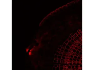 Thermo Scientific CellInsight CX7 LZR Confocal High Content Analysis Platform, 9 of 21