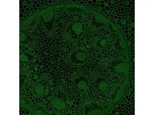 Leica DMi8 Stellaris 5 Confocal Laser Scanning Fluorescence Microscope System with Adaptive Focus Control Module, 10 of 44