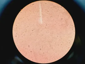 Carl Zeiss Axiovert 200M Inverted Fluorescence Microscope with 4x Objectives, 36 of 65