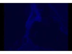 Zeiss Observer D1 Inverted Fluorescence Microscope with Motorized Filter Turret and CMOS Camera, 12 of 20