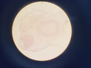 Leica DMIL 090-131-00.1 Inverted Biological Microscope with 3 Objectives, 15 of 15