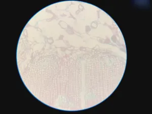 Nikon Inverted Microscope for Advanced Cell Imaging and Fluorescence Analysis, 24 of 37