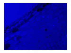 Nikon Ti-U Inverted Fluorescence and DIC Microscope Electrophysiology Rig with Sutter MP-285 and HEKA EPC 10 Patch Clamp, 16 of 19