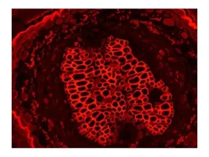 Leica DMi8 Inverted LED Fluorescence Motorized Microscope with Adaptive Focus Control, 24 of 40