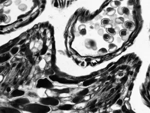 Thermo Scientific CellInsight CX7 LZR High-Content Confocal Analysis Platform with Orbitor RS2 Microplate Mover and Pred Pro, 8 of 24