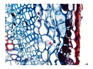 Leica DM6 B Upright Fluorescence Microscope with Motorized Components and Advanced Imaging, 9 of 19
