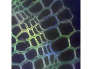 Thermo Scientific CellInsight CX7 LZR Confocal High Content Analysis Platform, 4 of 21