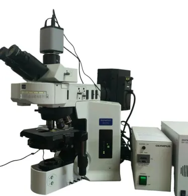 Olympus BX61 Motorized Phase Contrast and Fluorescence Microscope with 5MP Camera